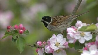 Bird And Flowers High Quality Resolution Wallpaper