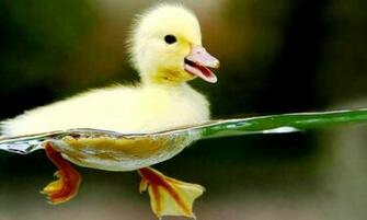 Cute Animals Wallpaper HD 1080p Baby Animal