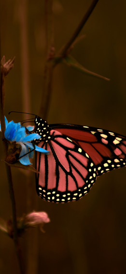 Monarch Butterfly Aesthetic Wallpaper