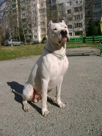 Dogo Argentino Wallpaper HD