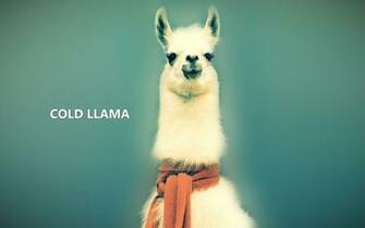 All Wallpaper Llama HD