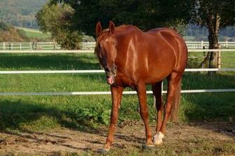 American Saddlebred Stock By Luda