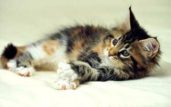 Maine Coon Cats Wallpaper