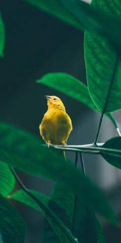 Small Cute Yellow Bird Tree Branch Wallpaper Birds
