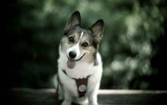 Cute Dog Dogs Picture