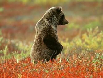 Bear Wallpaper HD Pictures One Background