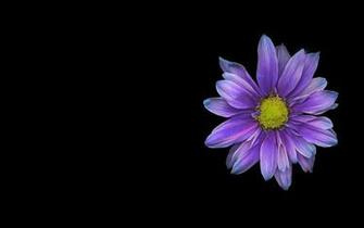 Single Flower Wallpaper