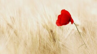 Poppy Wallpaper