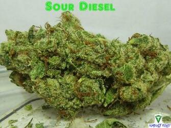 Sour Diesel Foto Artis Candydoll