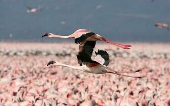 Flamingo Wallpaper Background Photos Image Andpictures For