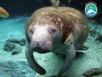 Manatee Desktop Wallpaper