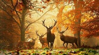 Wallpaper Deer Grass Leaves Autumn Trees Full HD