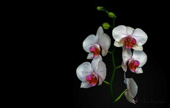 White Orchid Wallpaper