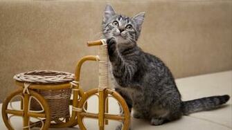 Wallpaper Kitten Invention Bicycle HD HDv