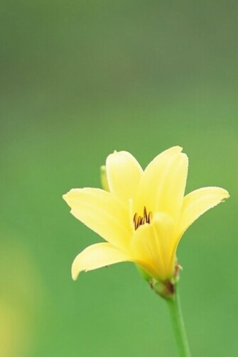 Yellow Flower iPhone Wallpaper Photos Of Background For With