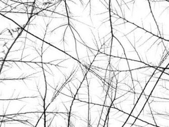 Branches Background Wallpaper