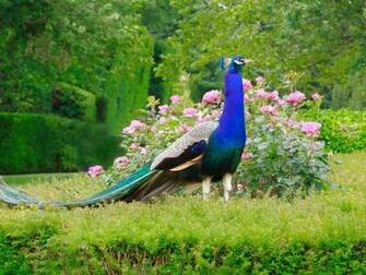 Peacock HD Wallpaper Pictures Image Background Photos