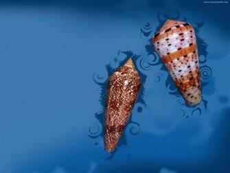Sea Shells Wallpaper In Desktop Background Car