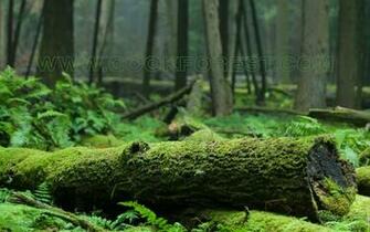 Screensaver Background Image Widescreen Full HD Desktop Wallpaper