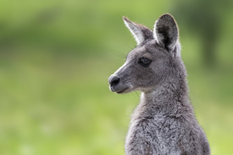 Eastern Grey Kangaroo HD Wallpaper And Background
