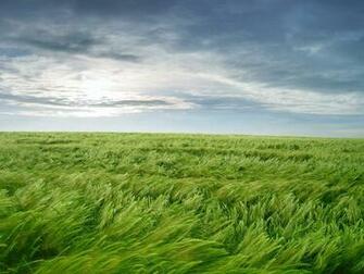 Grass And Sky Wallpaper Open Walls