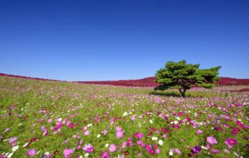 Wallpaper Flowers Tree Japan Meadow Kosmeya Hitachi