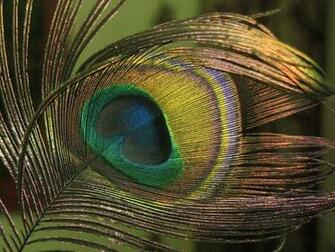 Wallpaper Of Peacock Feathers HD