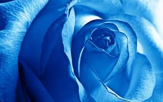 Blue Rose Wallpaper HD