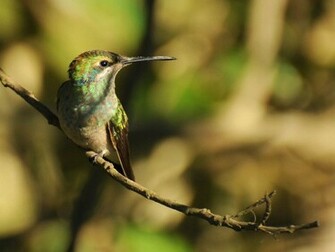 Tag Hummingbird Wallpaper Background Photos Image Andpictures