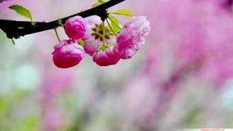 Pink Peach Blossom Wallpaper