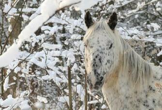 Horse Head Face Winter Wallpaper