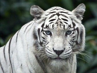 White Tiger Desktop Pc And Mac Wallpaper