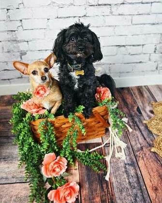 Dog Photography Photoshoot Photos Chorkie Teddy Bear