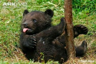 Black Bear Wallpaper HDblackwallpaper