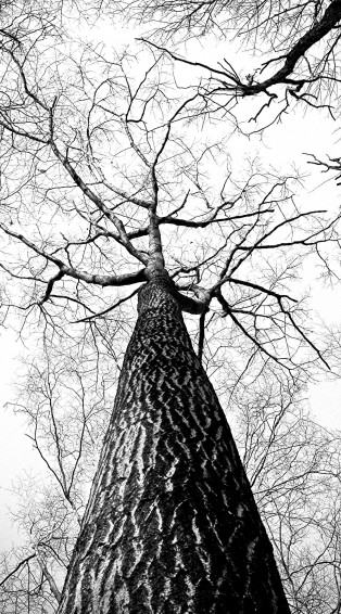 Black And White iPhone Background Wallpaper