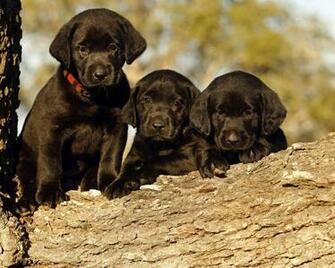 Black Labrador Pictures Retriever
