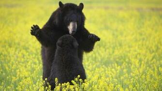 Animal HD Wallpaper 1080p Widescreen