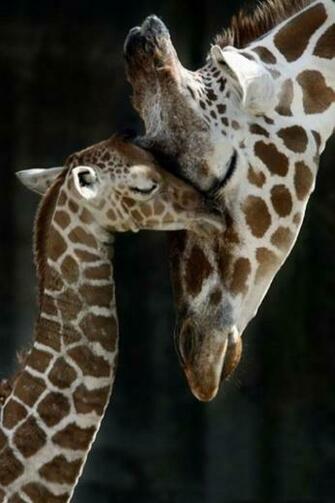 Cute Giraffe Love Android Wallpaper