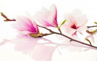 Magnolia Wallpaper Image Photos Pictures Background