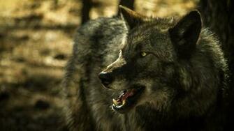 Wolf Computer Wallpaper Desktop Background Id