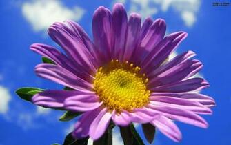 Wallpaper Spring Purple Flower Photo Et Image Fond D Cran HD
