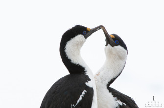 Imperial Shag Pair Greeting Wallpaper