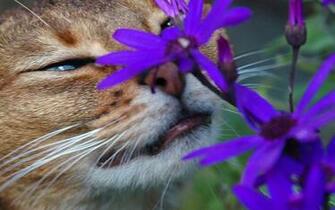 Cannot Resist The Pretty Flowers Cats Wallpaper