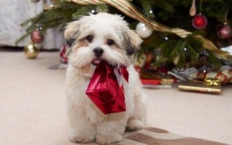 Playing Shih Tzu Puppies