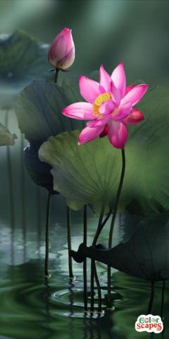 Shani Cruz On Pretty Flowers Nice Plant Serene Background