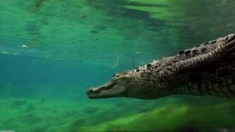 Crocodile Wallpaper