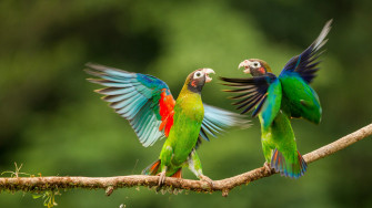 Cute Animals Wallpaper