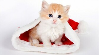 Sweet Cute Cats Wallpaper Cool HD