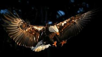 Bald Eagle Wallpaper HD Image One Pictures
