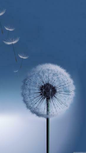 Galaxy S4 HD Dandelion Desktop Samsung Wallpaper